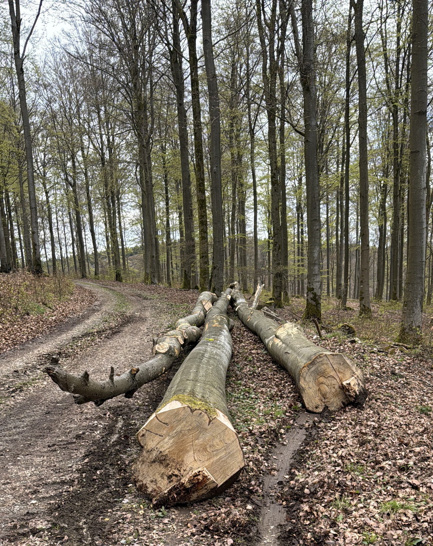 Buchenstämme